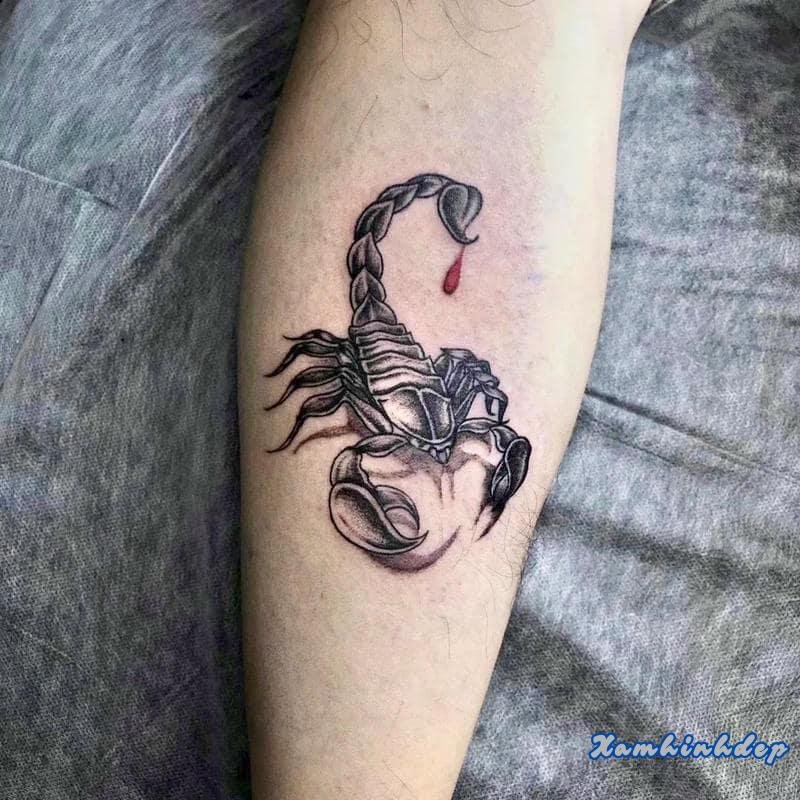 hình xăm bọ cạp thu hút.