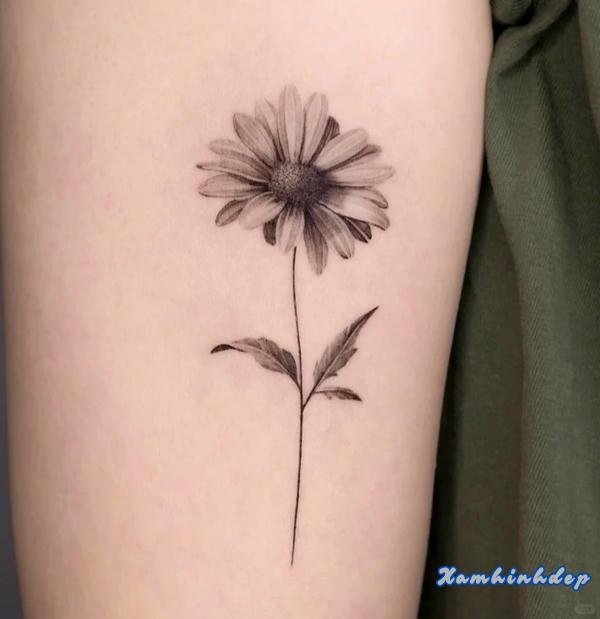 hình xăm hoa cúc độc đáo.