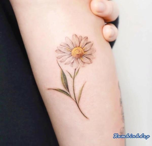 hình xăm hoa cúc nổi bật.