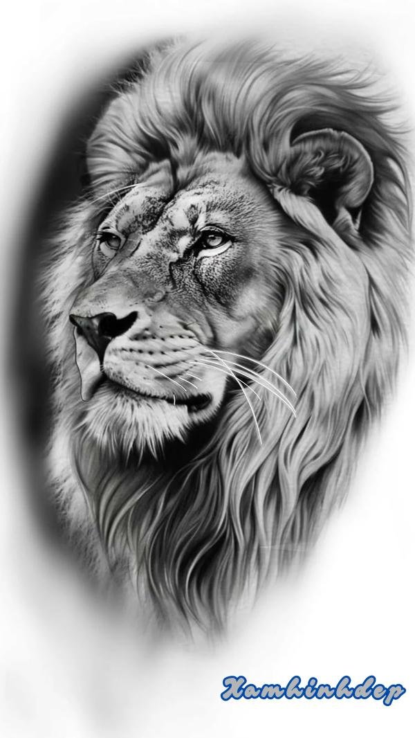 hình xăm sư tử sắc nét.