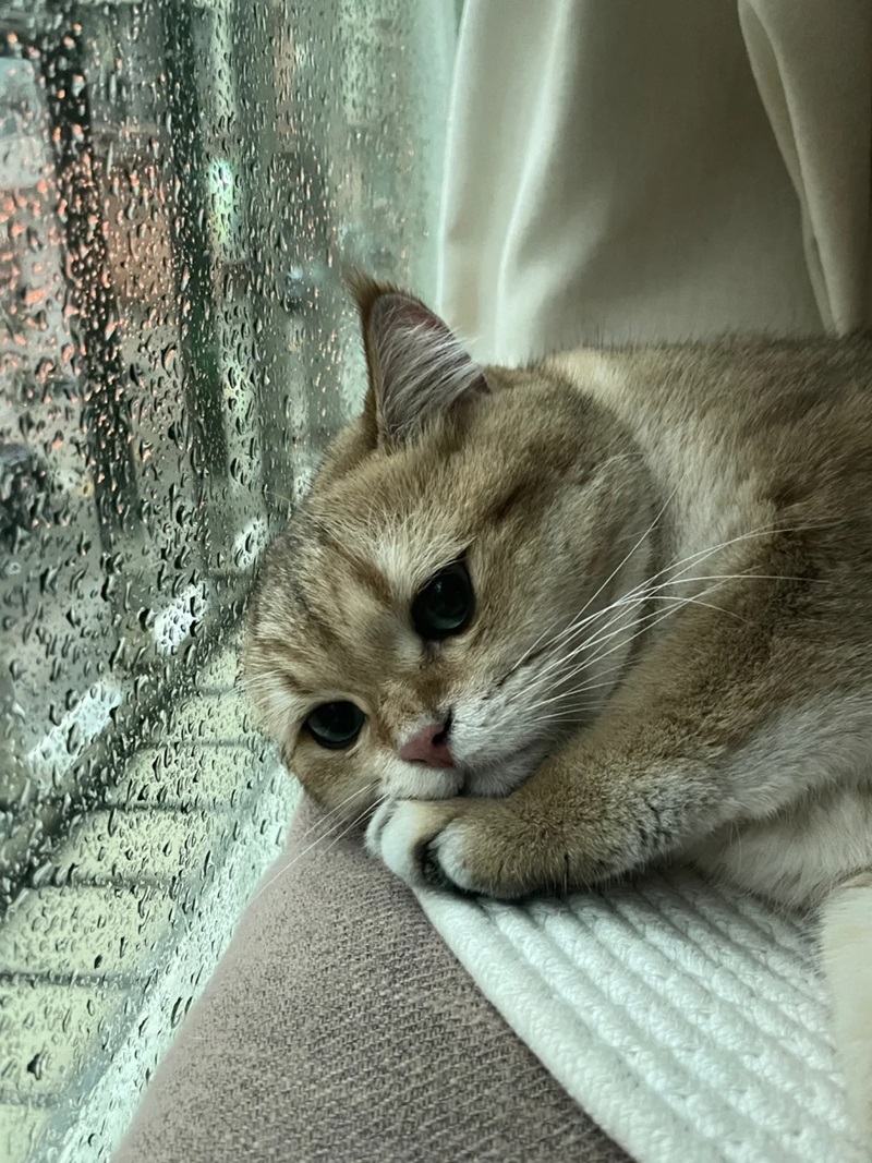 ảnh buồn