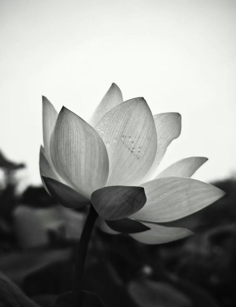 ảnh hoa sen đen