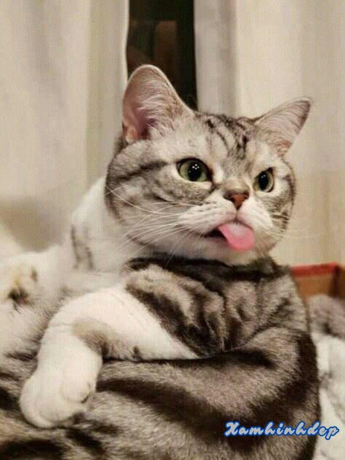 ảnh vô tri 5k full