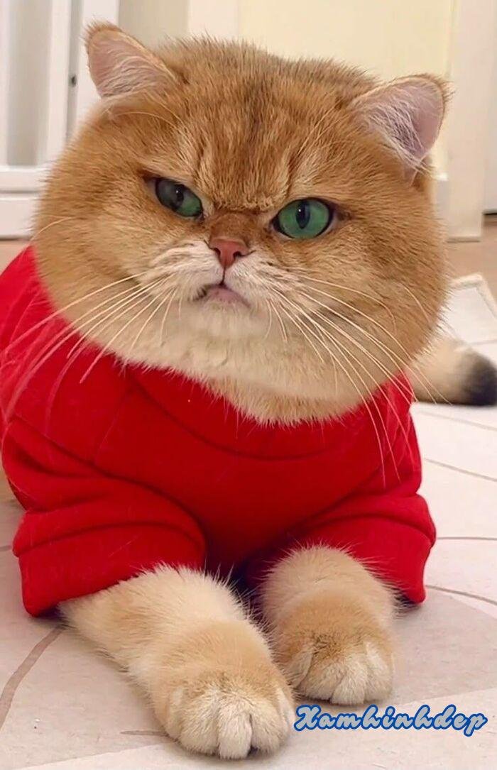 ảnh vô tri đẹp