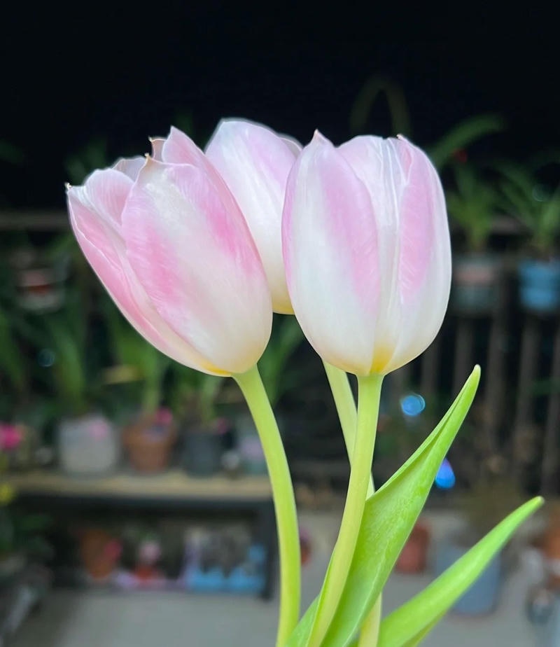 hình ảnh hoa tulip đơn giản