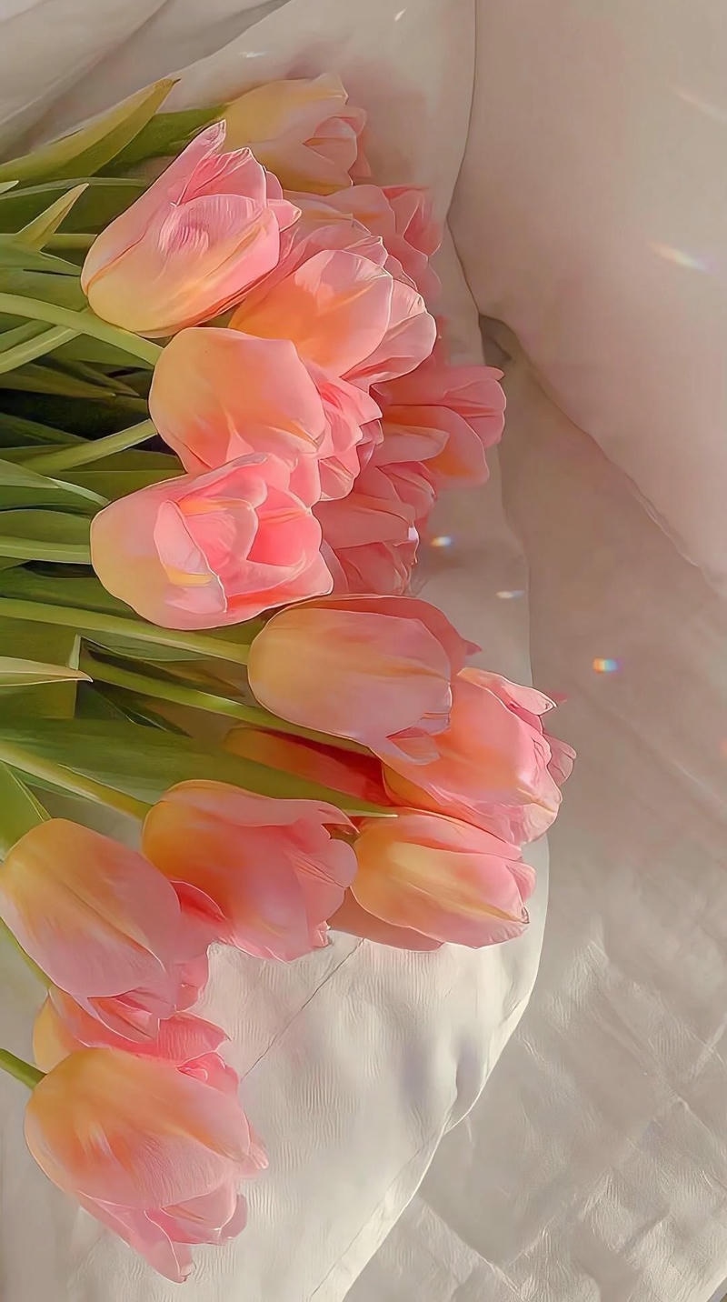 hình ảnh hoa tulip tinh khôi