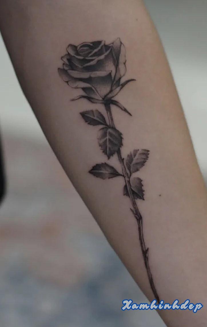 hình xăm hoa hồng sắc nét.