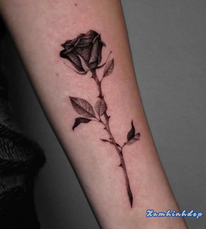 mẫu hình xăm hoa hồng.