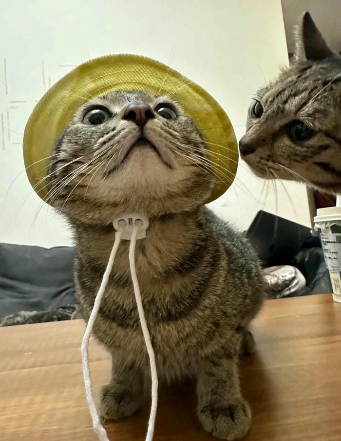 hình ảnh hài hước