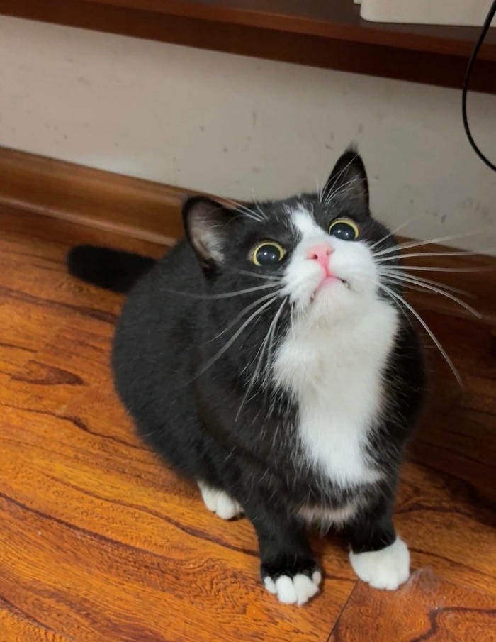 hình nền con mèo cute