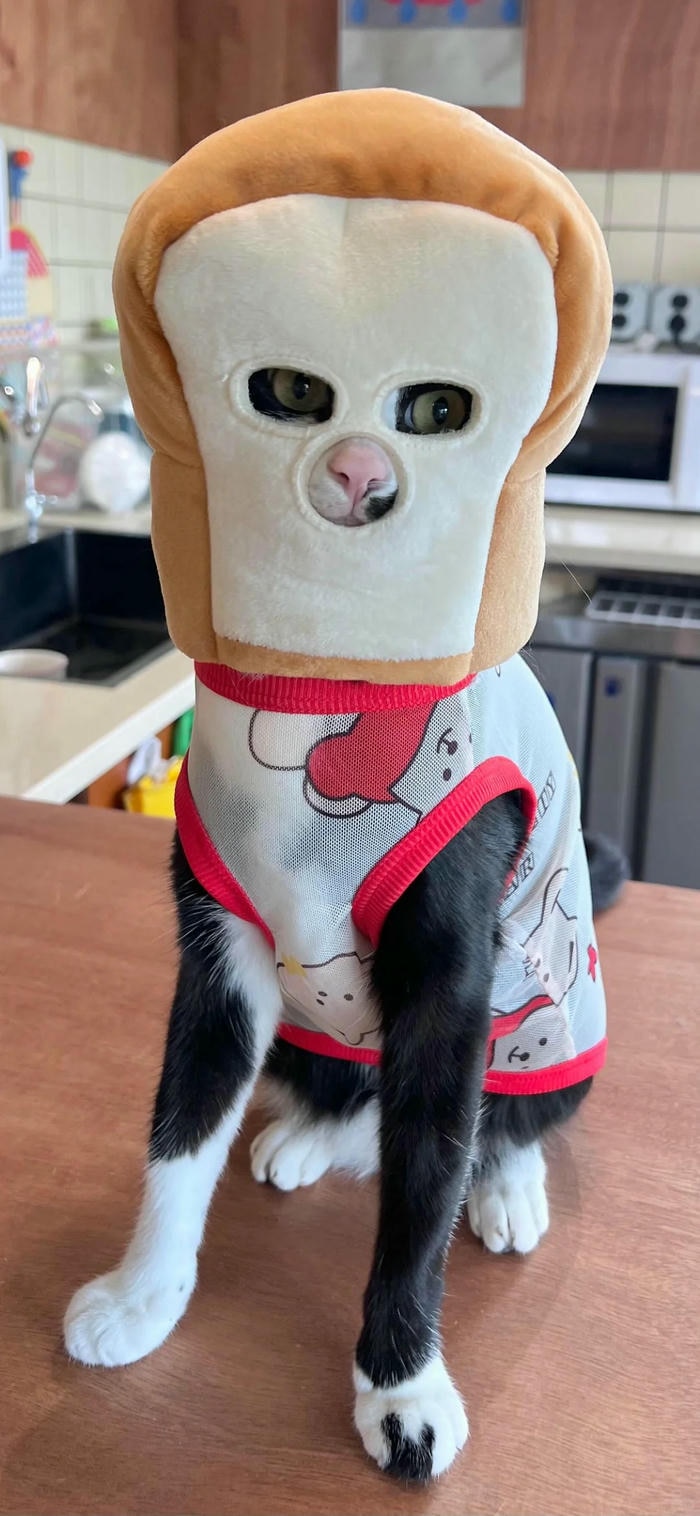 hình nền đẹp mèo cute