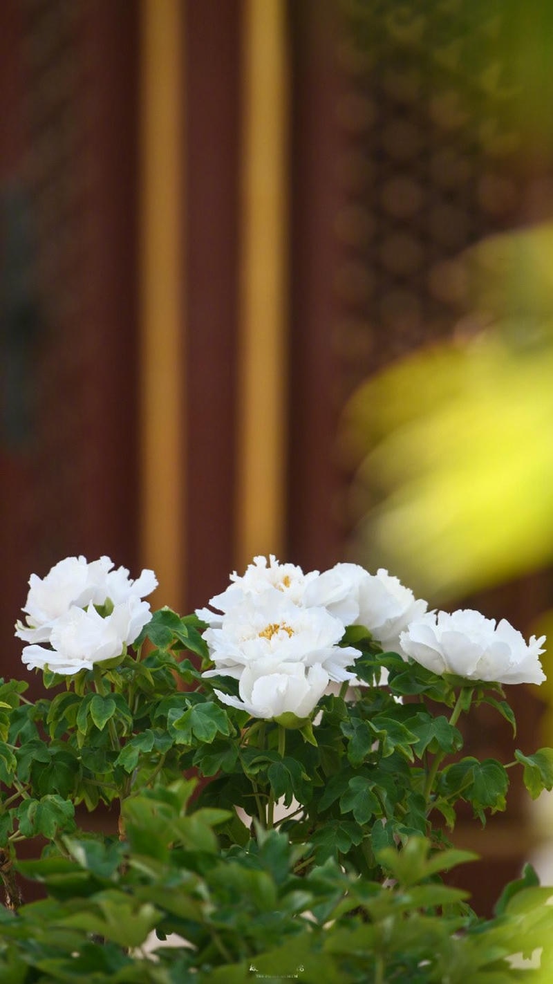 hoa mẫu đơn wallpaper