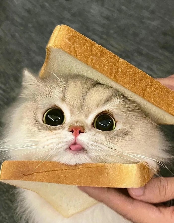 những hình ảnh cute