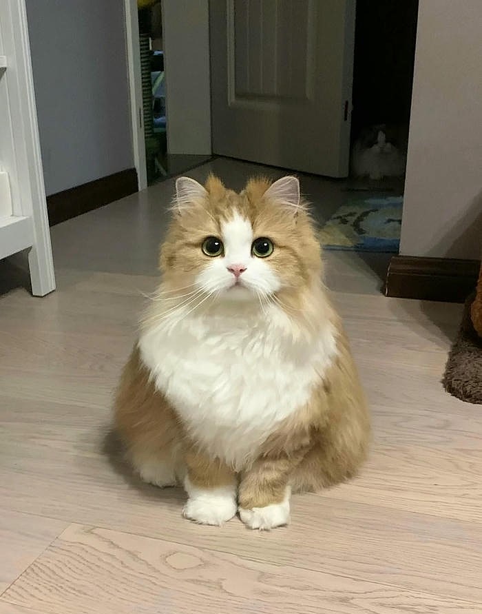 siêu cute