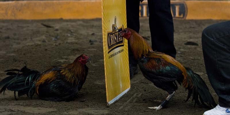  Trận đá gà Campuchia kịch tính trên trực tiếp đá gà Good88.