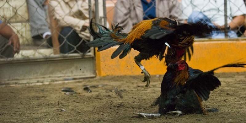  Gà chiến huyền thoại trên trực tiếp đá gà Good88, đầy uy lực.