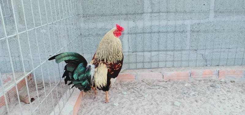 Gà tre – Linh hồn của những cuộc đấu đầy trí tuệ