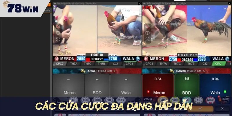 Các loại kèo cược nổi bật tại sảnh đá gà 78win