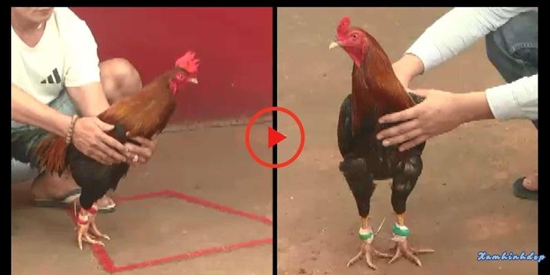 Đá Gà Trực Tiếp Hôm Nay