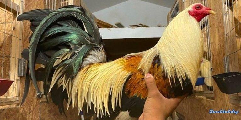 Tướng Gà Đá Mạnh Go88 – Bí Kíp Hot Bách Chiến Bách Thắng