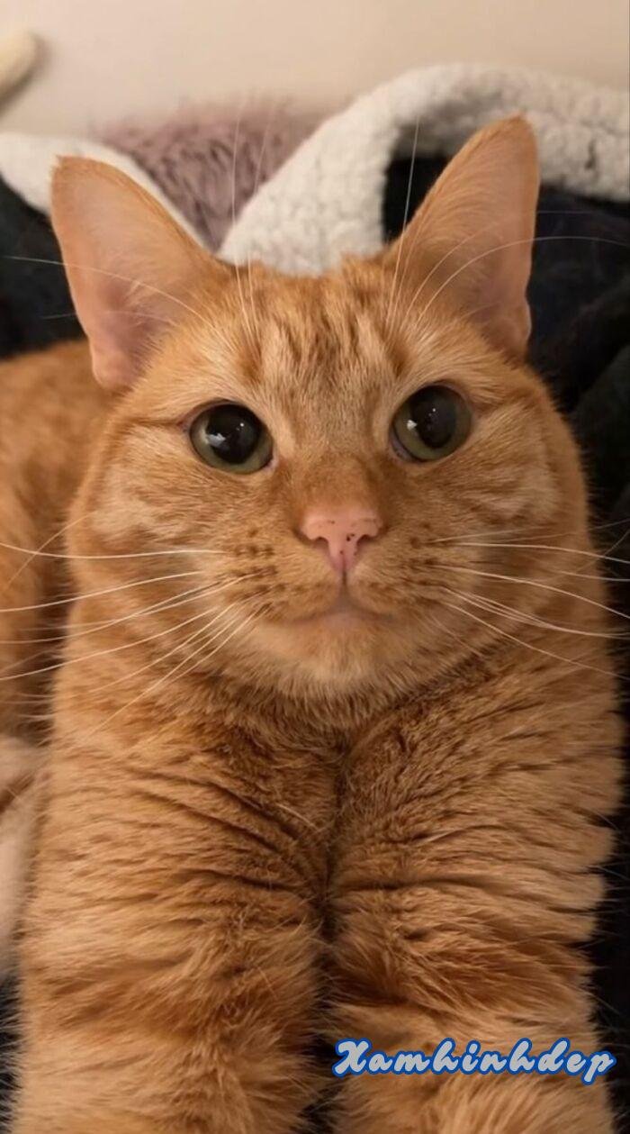 ảnh con mèo cute full hd