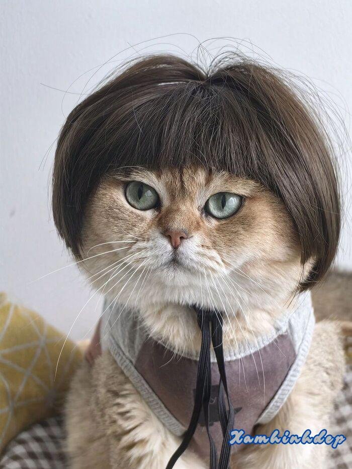 ảnh con mèo cute hd