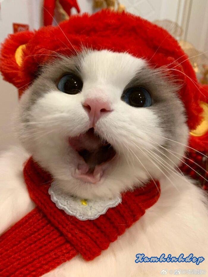 ảnh con mèo đáng yêu đẹp full hd