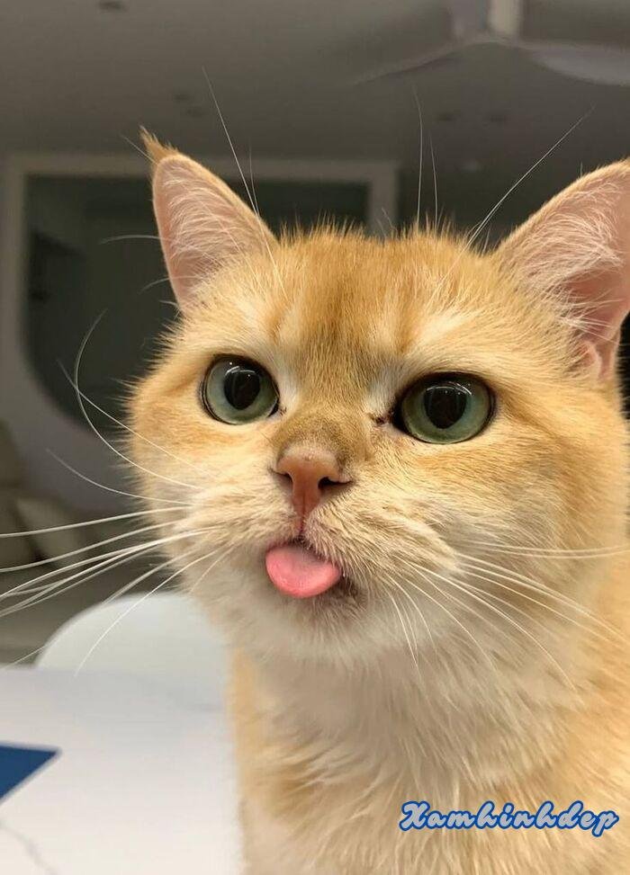 ảnh con mèo đáng yêu đẹp