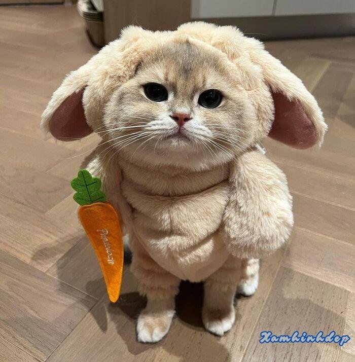 ảnh con mèo đáng yêu hot full hd