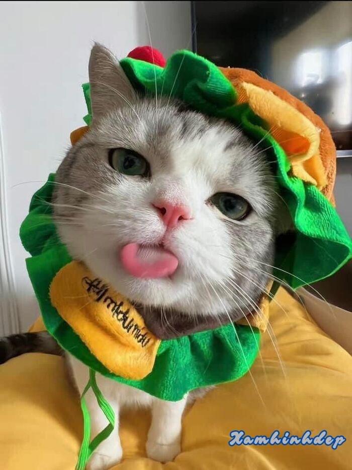 ảnh con mèo đáng yêu hot hd