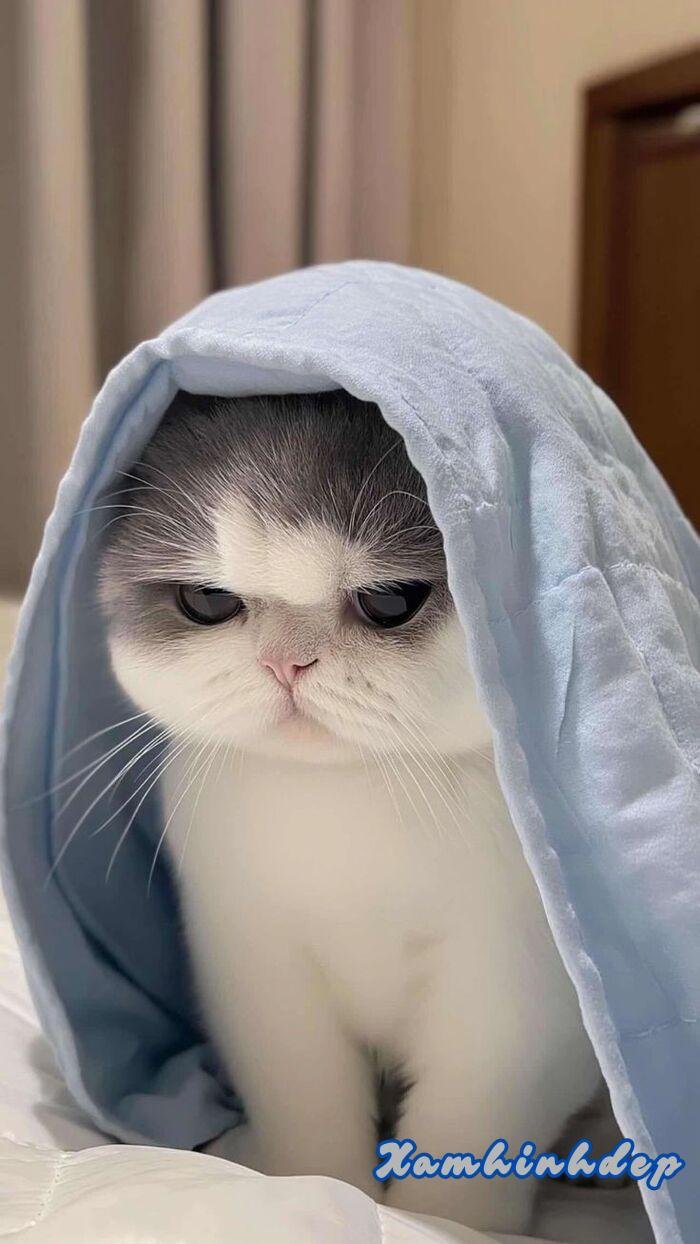 ảnh con mèo đáng yêu hot