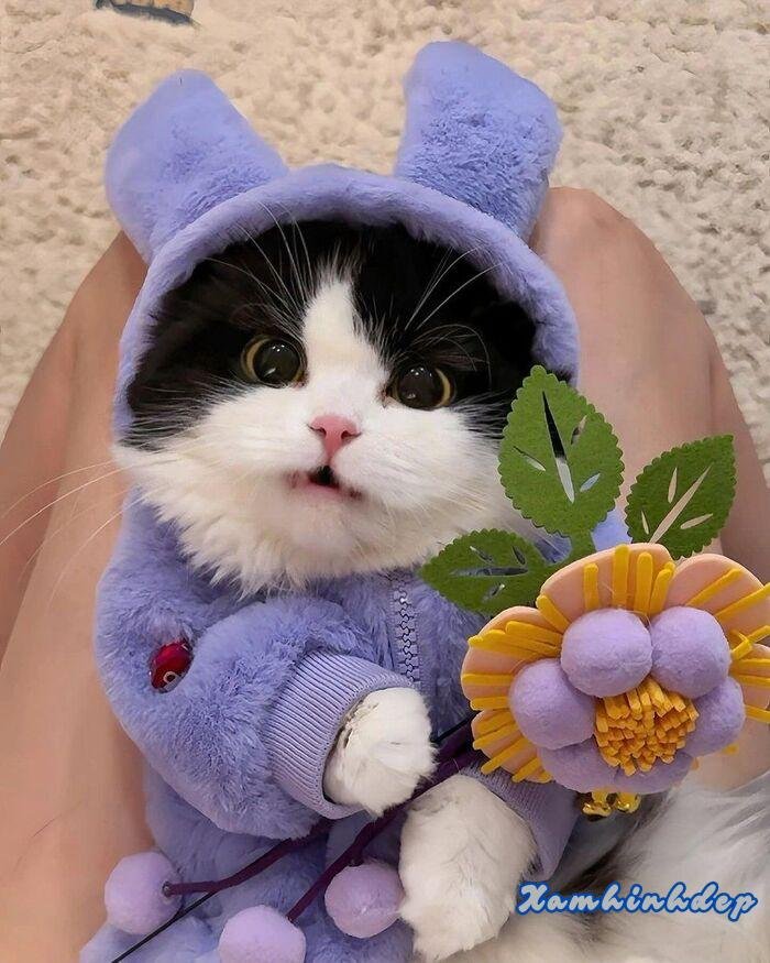 ảnh con mèo đáng yêu nhất full hd