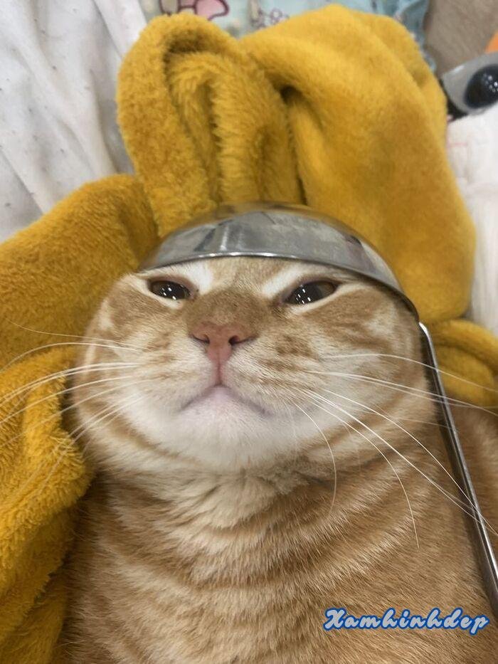 ảnh con mèo đáng yêu nhất hd