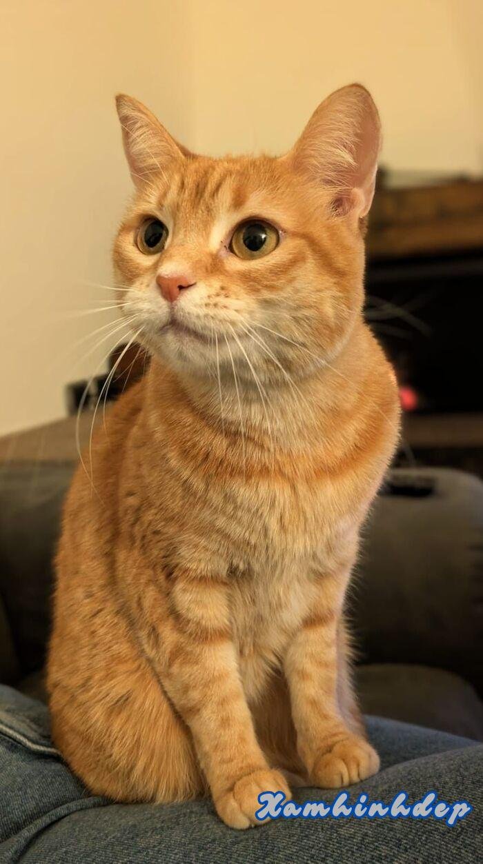 ảnh con mèo đáng yêu