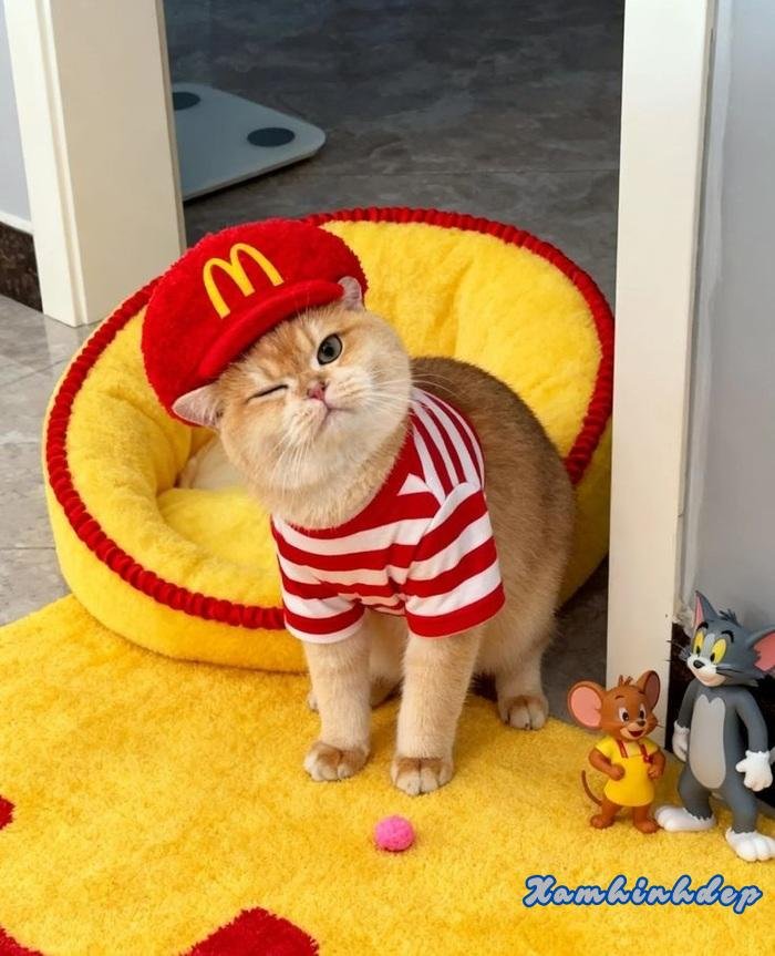 ảnh con mèo full hd