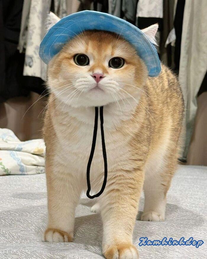 ảnh con mèo siêu đáng yêu