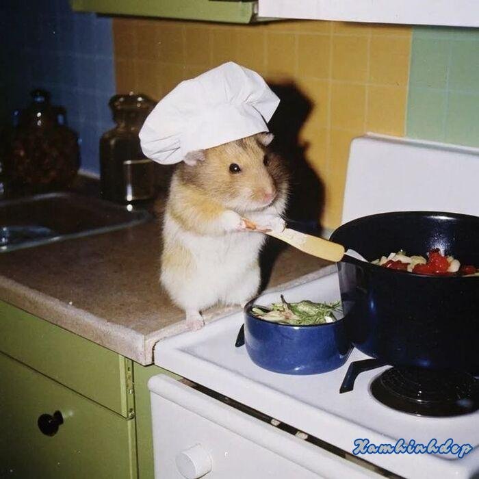 ảnh cute đáng yêu chuột hamster