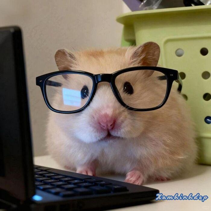 ảnh cute đáng yêu chuột