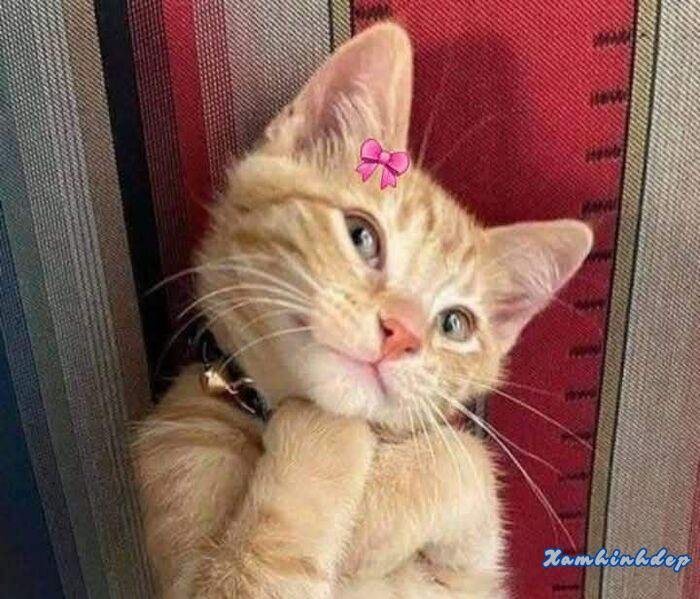 ảnh cute mèo
