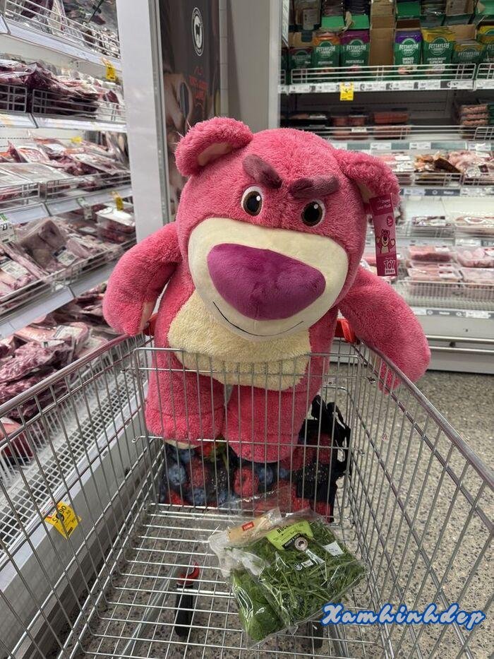 ảnh gấu dâu cute