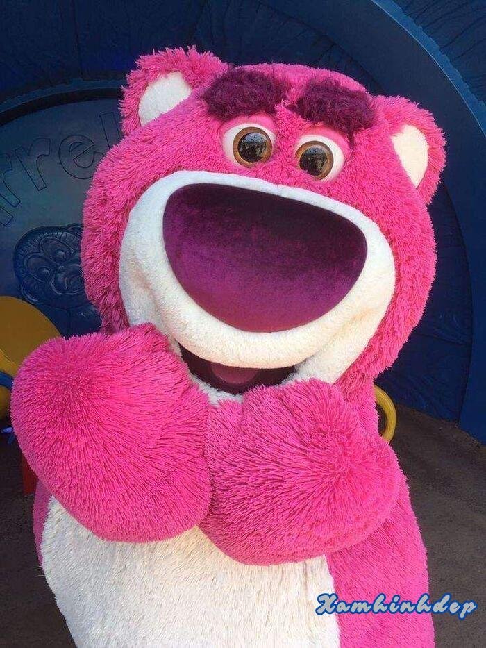 ảnh gấu dâu đáng yêu nhất