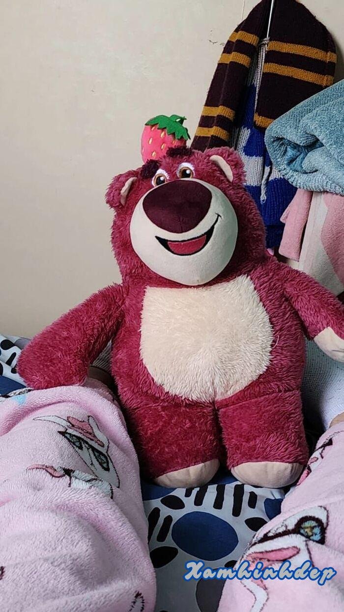 ảnh gấu dâu siêu đáng yêu