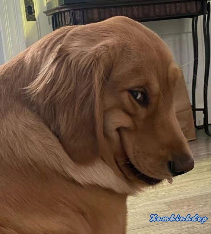 ảnh hài hước con chó