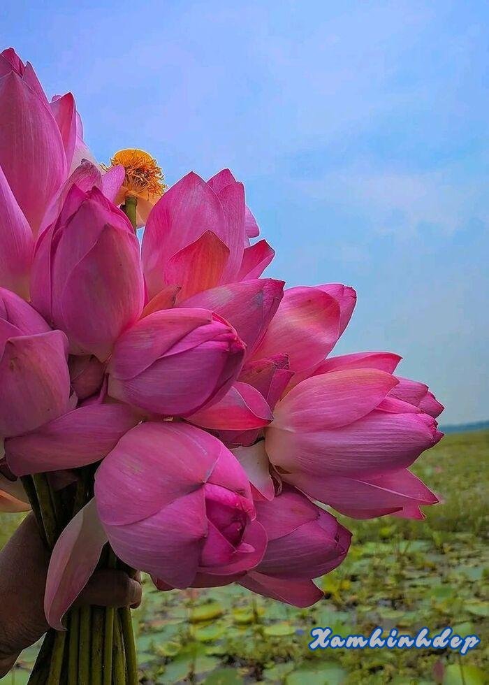 ảnh hoa sen cực đẹp xinh