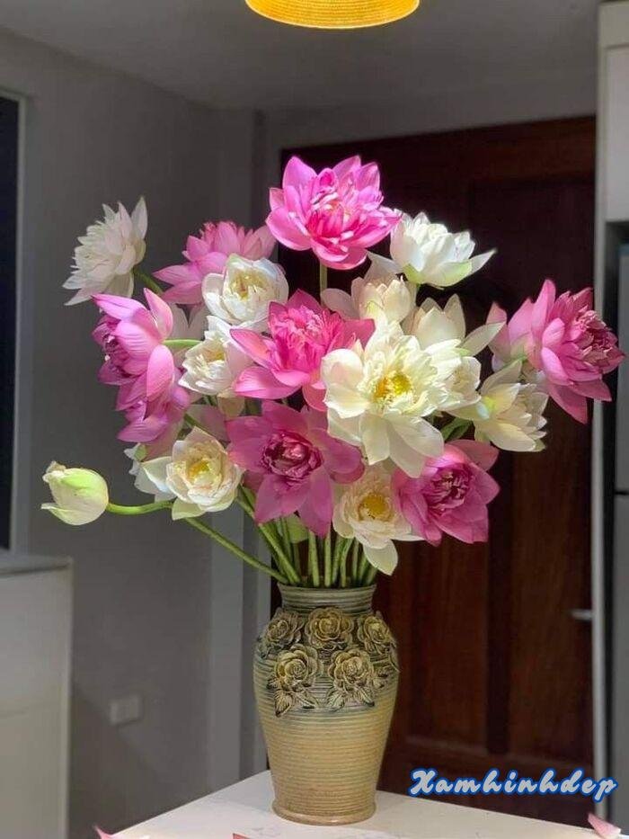 ảnh hoa sen cực đẹp