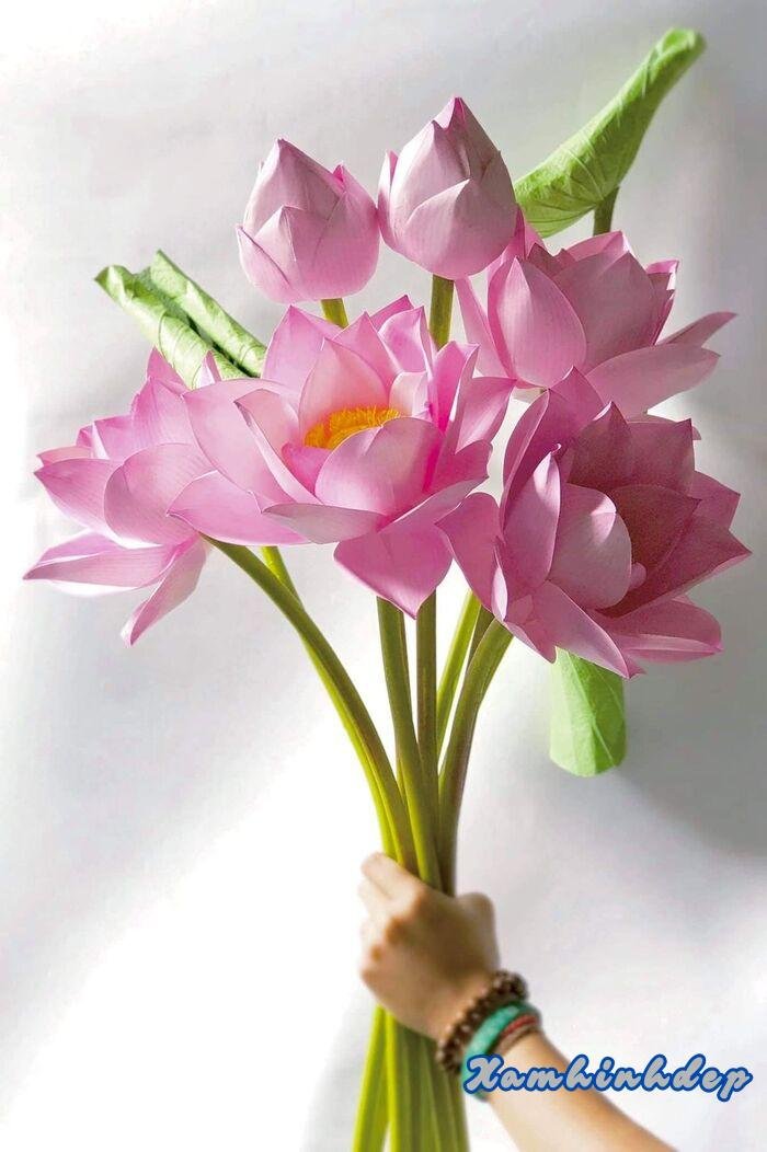 ảnh hoa sen đẹp nhất