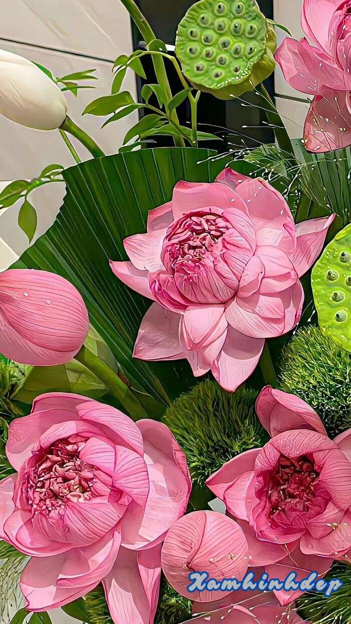 ảnh hoa sen đẹp