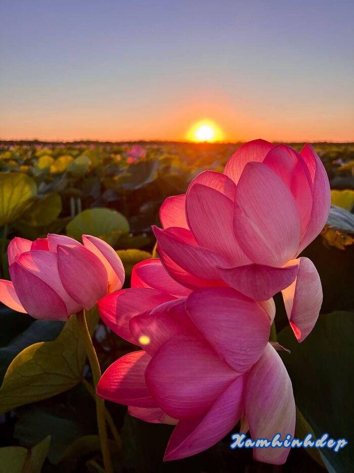 ảnh hoa sen siêu đẹp