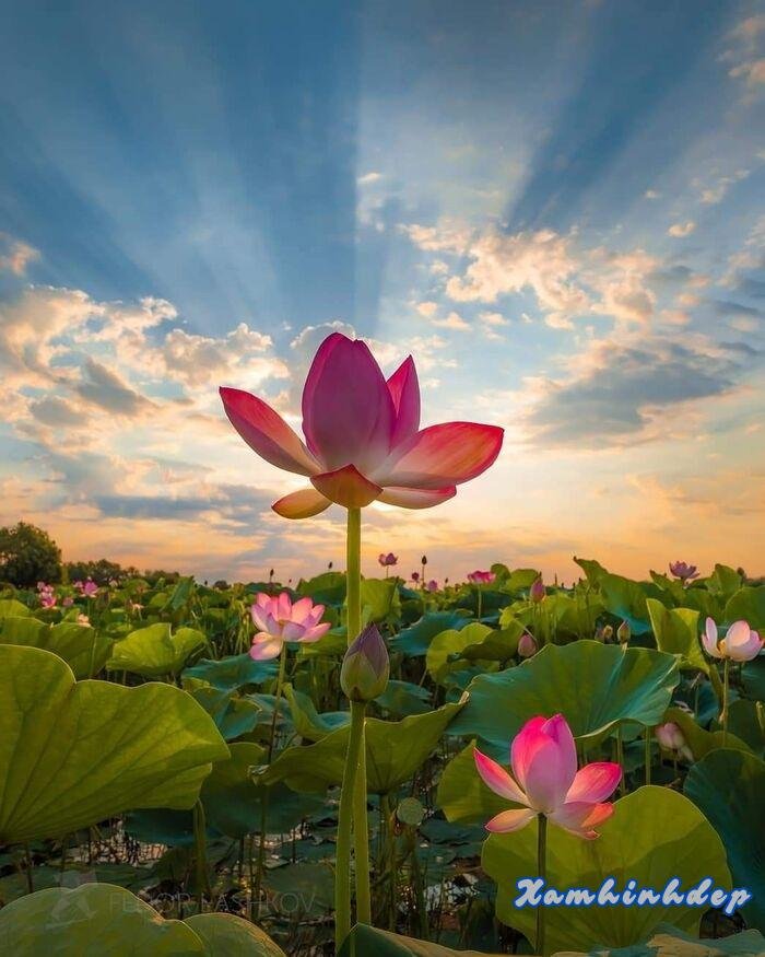 ảnh hoa sen siêu xinh