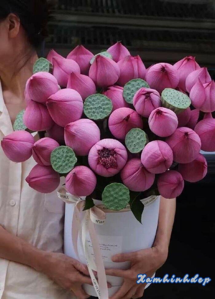 ảnh hoa sen xinh nhất